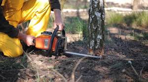 Best Hazardous Tree Removal  in Egypt Lake Leto, FL