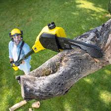 Best Tree Removal  in Egypt Lake Leto, FL