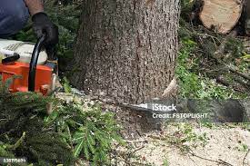 Best Tree Cabling and Bracing  in Egypt Lake Leto, FL