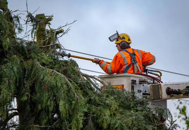 Best Tree Risk Assessment  in Egypt Lake Leto, FL