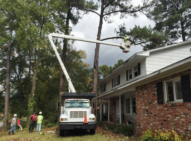 Trusted Egypt Lake Leto, FL Tree Care Experts