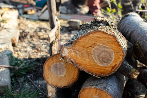 How Our Tree Care Process Works  in  Egypt Lake Leto, FL