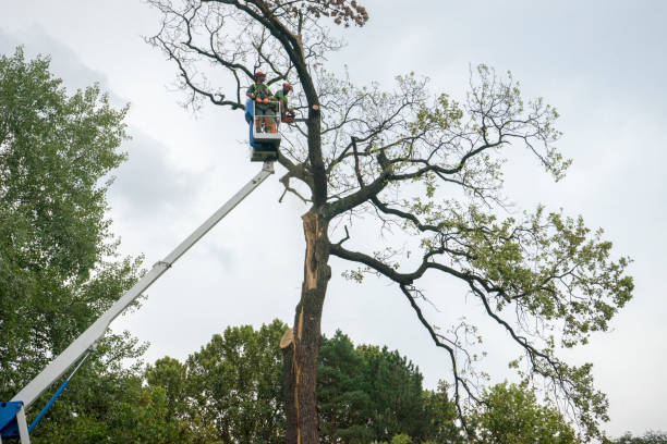 Best Tree Mulching  in Egypt Lake Leto, FL