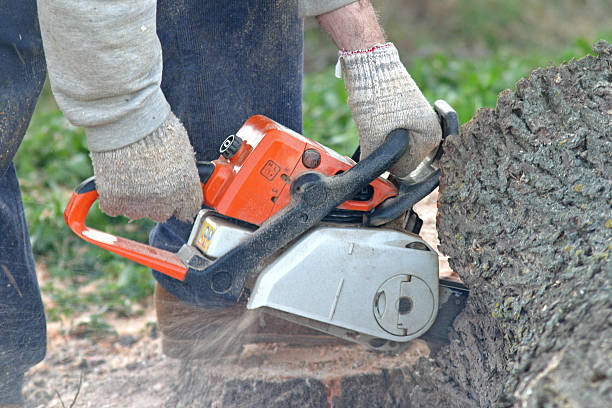 Best Tree Disease Treatment  in Egypt Lake Leto, FL
