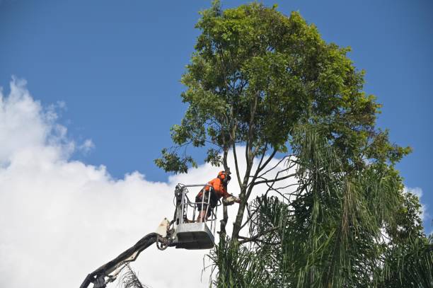 Best Hedge Trimming  in Egypt Lake Leto, FL